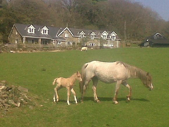 Traditional Welsh, working farmhouse with magnificent views.