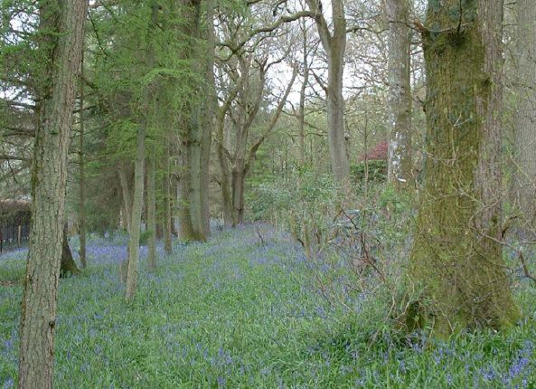 Twenty six acres of woodland garden with greenhouses, thatched folly, 2 ponds, sweeping lawns, large disused flint pit and many colourful plants.