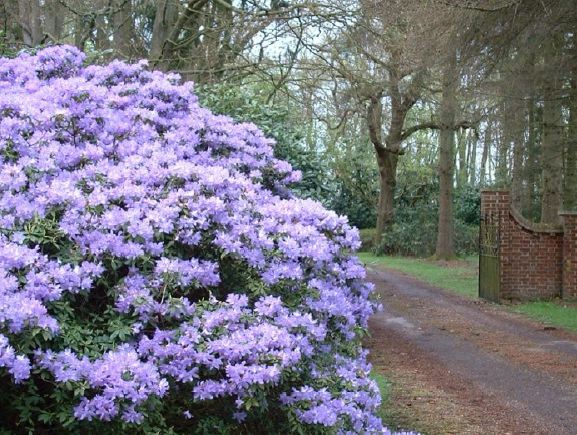 Twenty six acres of woodland garden with greenhouses, thatched folly, 2 ponds, sweeping lawns, large disused flint pit and many colourful plants.