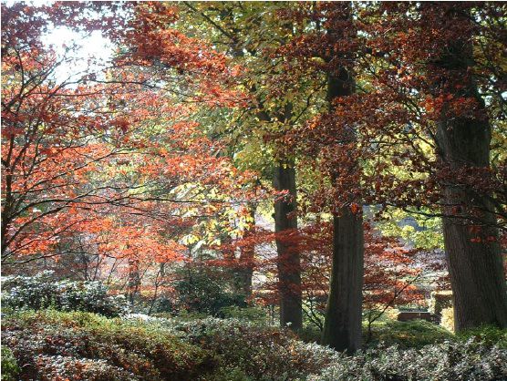 Twenty six acres of woodland garden with greenhouses, thatched folly, 2 ponds, sweeping lawns, large disused flint pit and many colourful plants.
