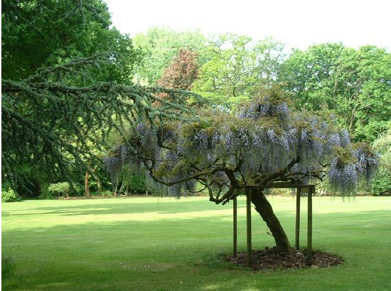 Twenty six acres of woodland garden with greenhouses, thatched folly, 2 ponds, sweeping lawns, large disused flint pit and many colourful plants.