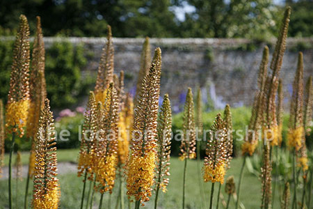 Walled flower and vegetable garden with variety of greenhouses