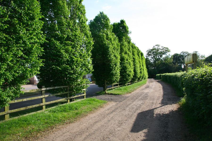 Gravel tracks lined with trees and hedges