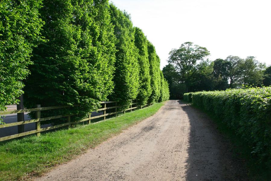 Gravel tracks lined with trees and hedges