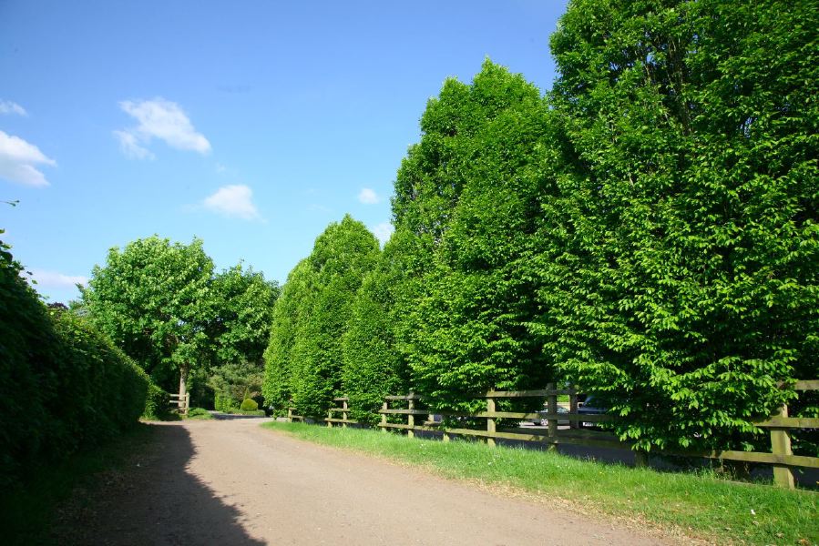 Gravel tracks lined with trees and hedges