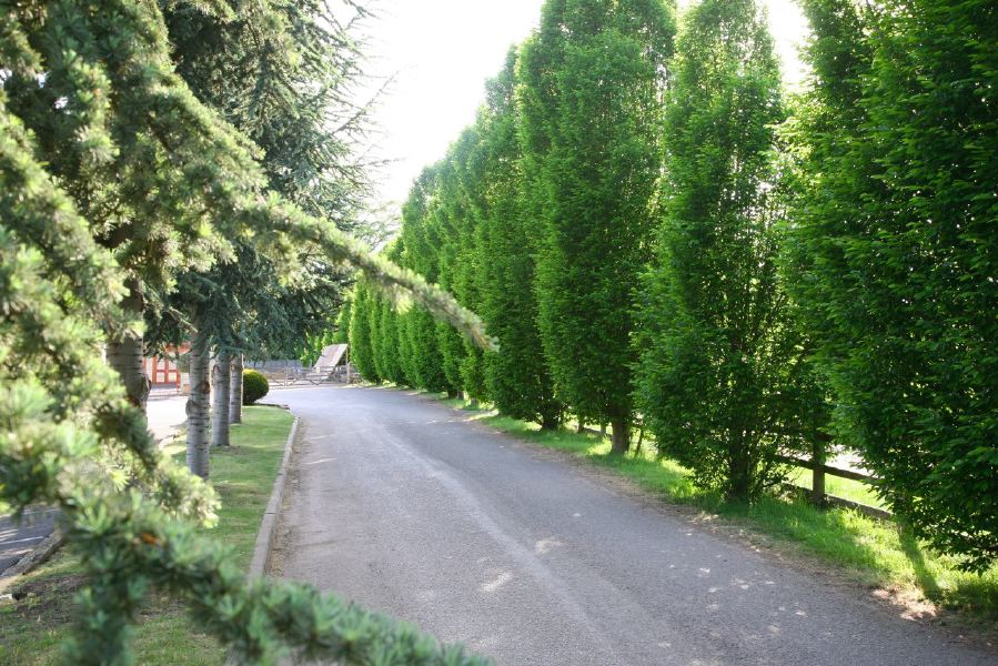 Gravel tracks lined with trees and hedges