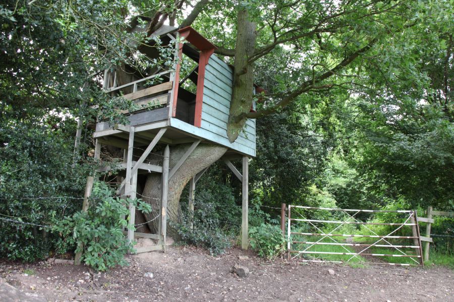A treehouse built into the branches of an old oak