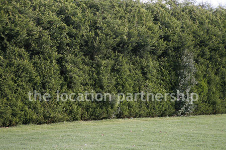Very high and very long uniform conifer hedge. West facing with parking very close and lager area of flat grass in front of it.