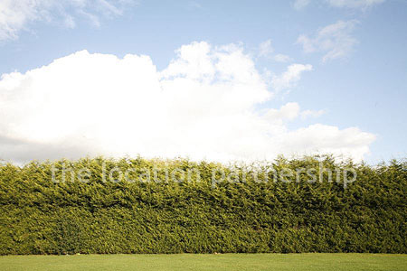 Very high and very long uniform conifer hedge. West facing with parking very close and lager area of flat grass in front of it.
