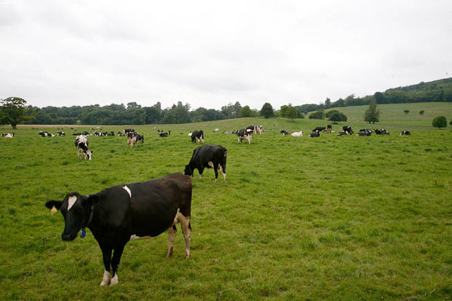 Large grounds on historic country estate, parts of which date back to mid-sixteenth century. NOTE: Noise from nearby main road