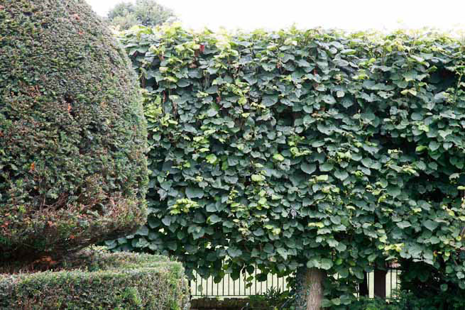 Gardens of a Tudor Manor house divided into compartments with different colour themes and structural forms.